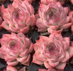 Group of pink echeveria rosettes with pale centers and layered petals