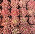 Cluster of pink and cream succulent rosettes in small pots.