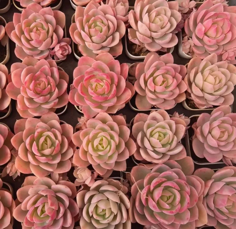 Cluster of pink and cream succulent rosettes in small pots.