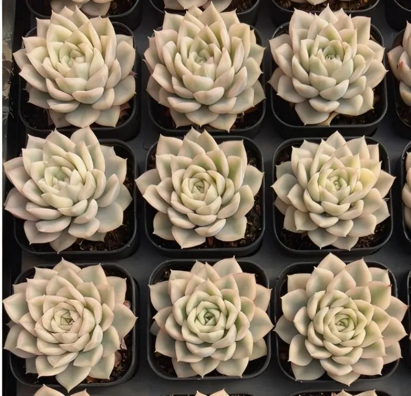 Echeveria succulent rosettes in black pots, pale cream leaves with green centers