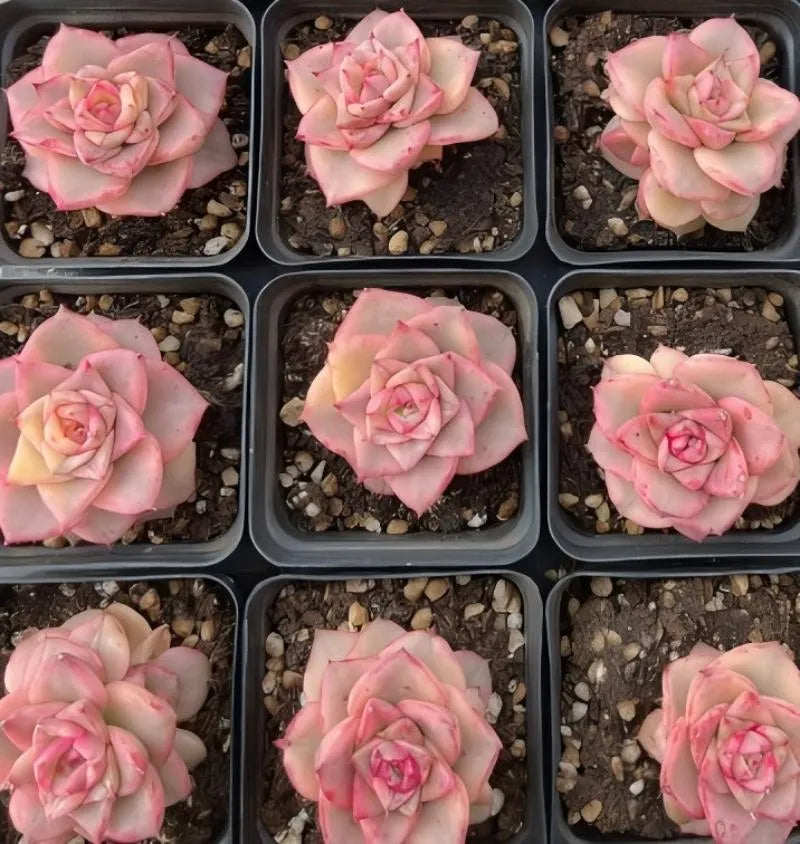 Set of variegated pink echeveria rosettes in nursery trays with gravelly soil