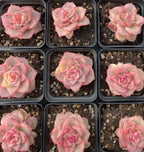Set of variegated pink echeveria rosettes in nursery trays with gravelly soil