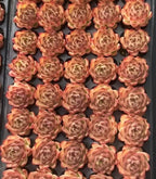 Echeveria Moonstone 2in succulent rosette cluster, orange-pink leaves with green highlights