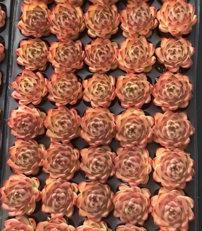Echeveria Moonstone 2in succulent rosette cluster, orange-pink leaves with green highlights