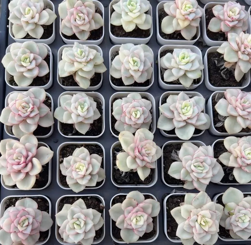 Variegated echeveria succulents in small pots, pale green rosettes with pink variegation