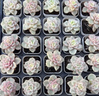 Variegated echeveria succulents in small pots, pale green rosettes with pink variegation