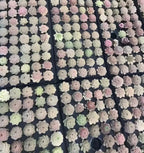 Echeveria succulent collection in 2-inch pots, many rosettes in soft white and pink