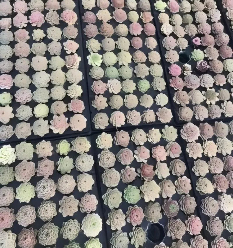 Echeveria succulent collection in 2-inch pots, many rosettes in soft white and pink