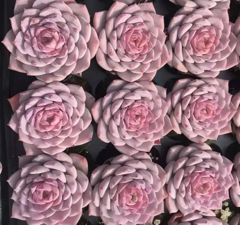 Echeveria succulent cluster of lavender-pink rosette leaves