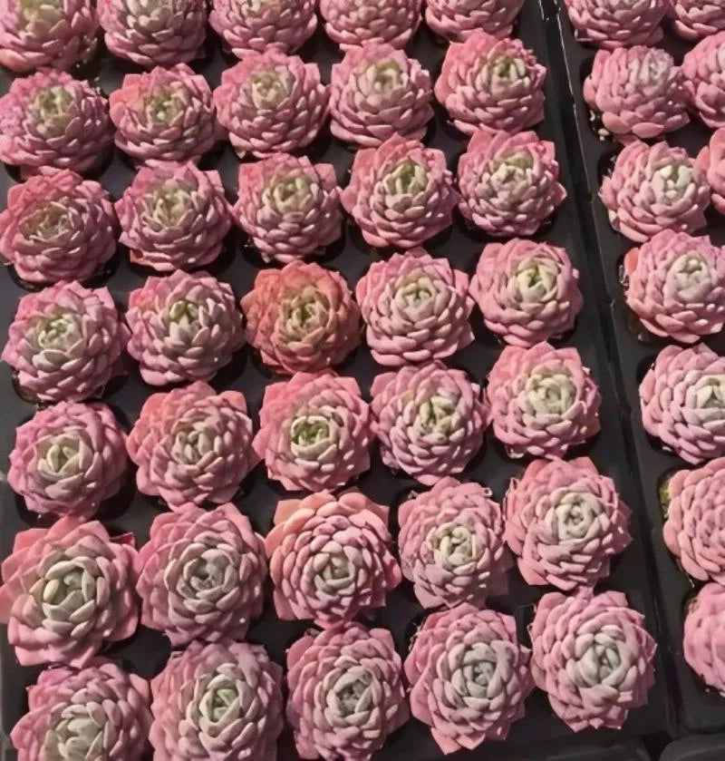 Pink echeveria succulent rosettes in a tray