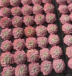 Pink echeveria succulent rosettes in a tray