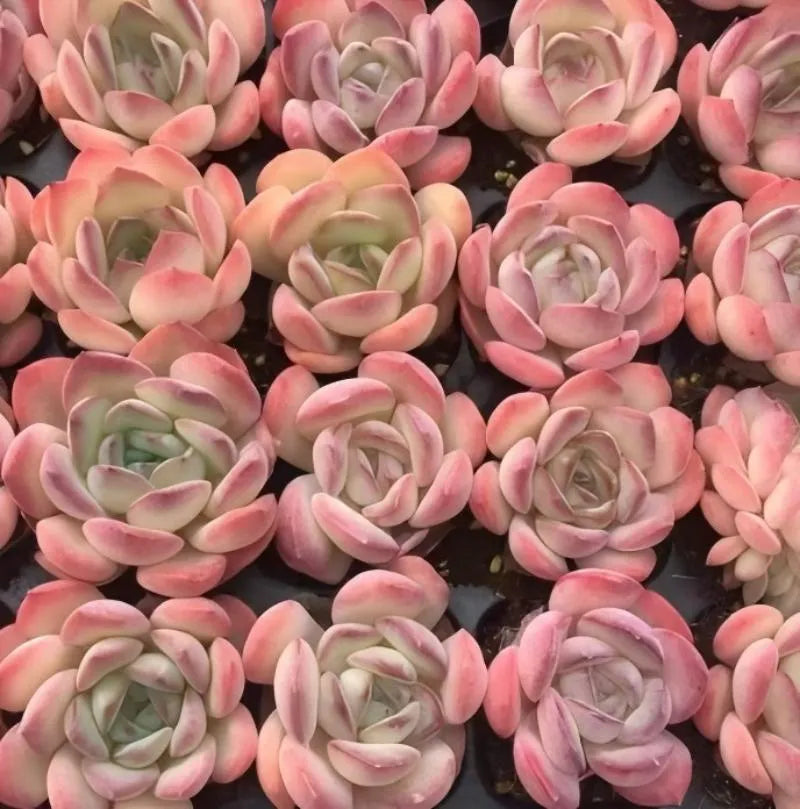 Assorted pink and peach rosette echeveria succulents with light green inner leaves.