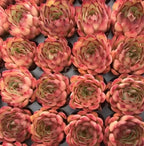 Echeveria succulent rosette cluster in a tray, pink tips over green centers