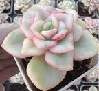 Variegated echeveria succulent rosette, pale green leaves with pink edges, in pot