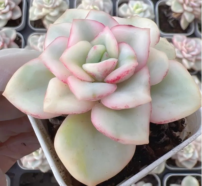 Variegated echeveria succulent rosette, pale green leaves with pink edges, in pot