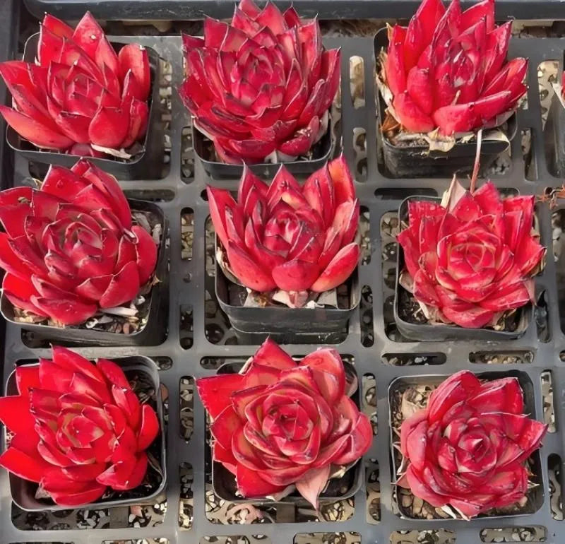 Assorted red echeveria succulents in square trays, rosette leaves on display