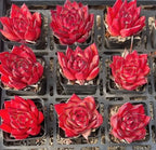 Assorted red echeveria succulents in square trays, rosette leaves on display