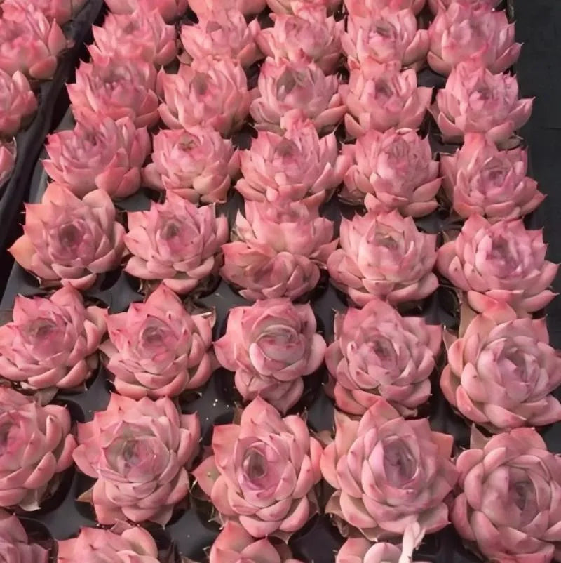 Pink echeveria succulent rosettes, tight cluster with layered petals