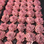 Pink echeveria succulent rosettes, tight cluster with layered petals