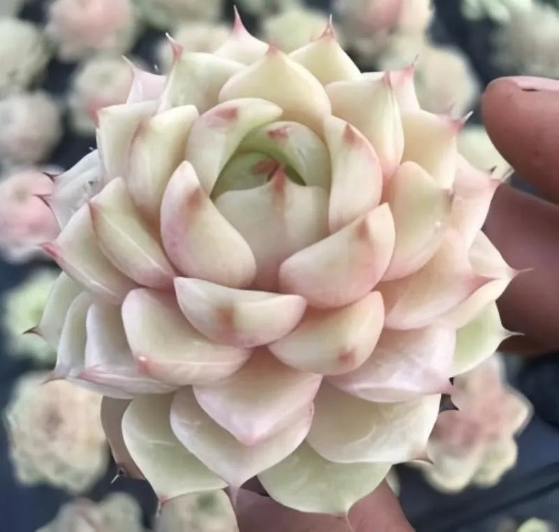Echeveria succulent close-up rosette in 2-inch pot, pale cream with pink tips