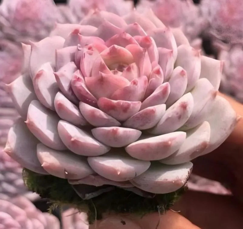 Echeveria succulent rosette in pale pink with layered leaves