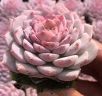 Echeveria succulent rosette in pale pink with layered leaves
