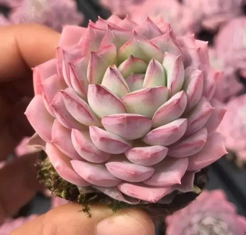 Large pink echeveria succulent rosette with layered leaves