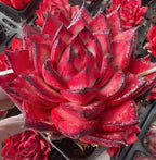 Red echeveria succulent rosette with layered pointed leaves, potted plant close view