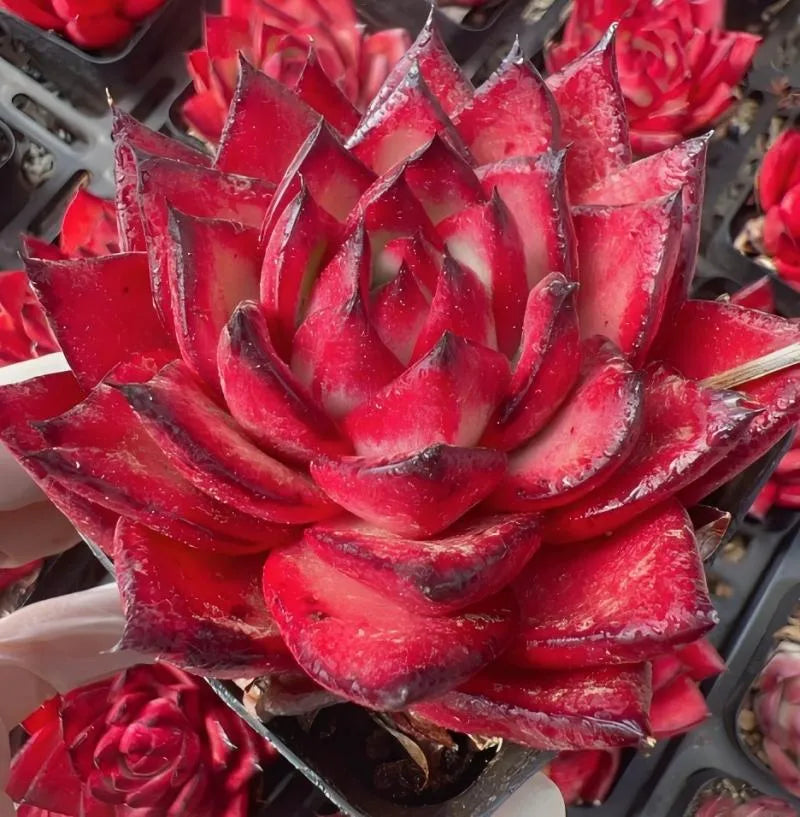 Red echeveria succulent rosette with layered pointed leaves, potted plant close view