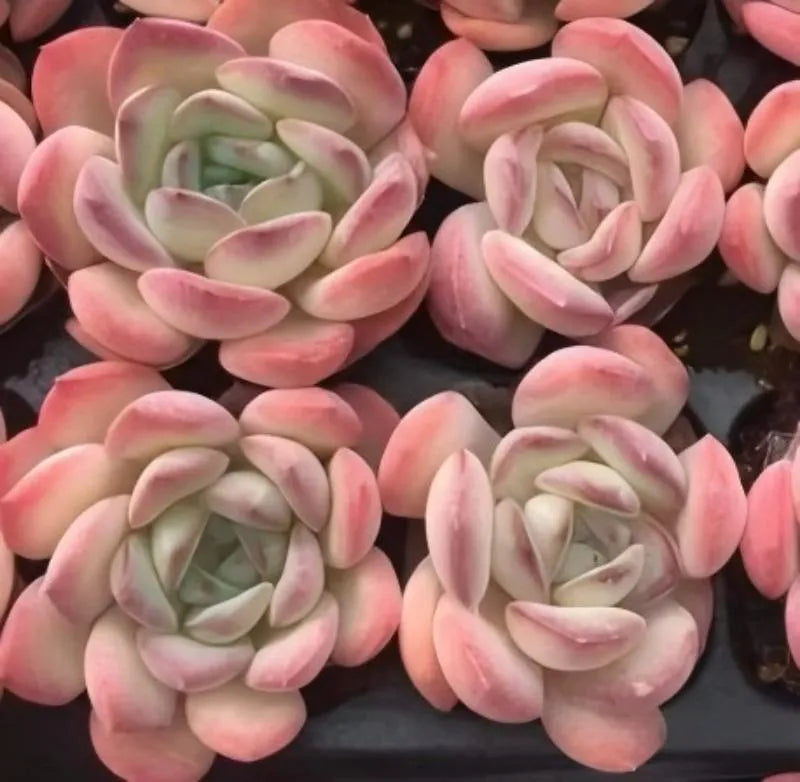 Close-up of pink rosette echeveria succulents with pale green centers in a tray.