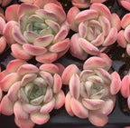 Close-up of pink rosette echeveria succulents with pale green centers in a tray.