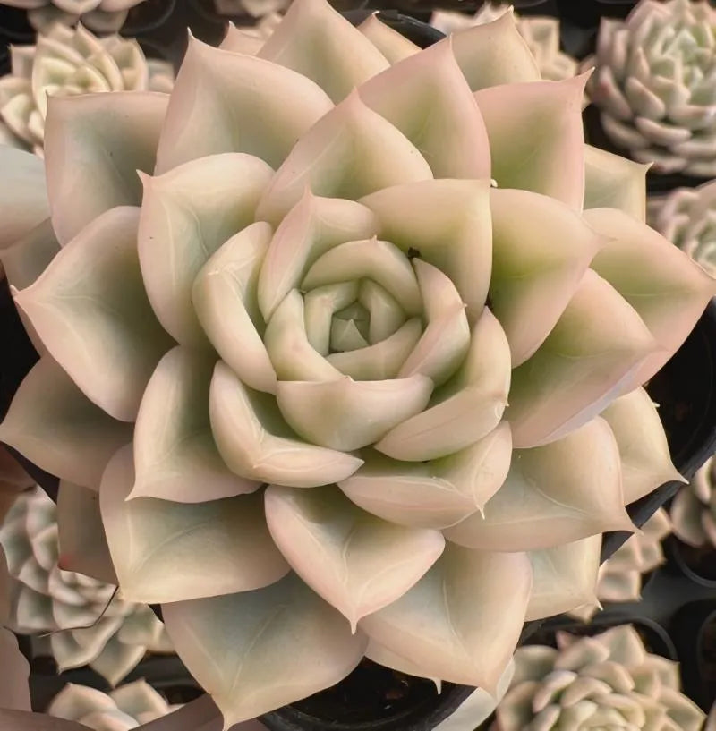 Echeveria succulent rosette with pale cream petals and light green center