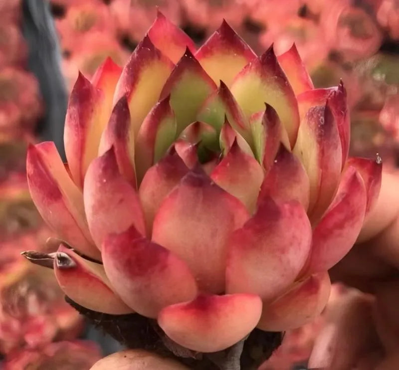 Echeveria succulent rosette close-up, pink outer leaves with lime-green center