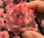 Close-up of pink echeveria rosette with layered pointed petals