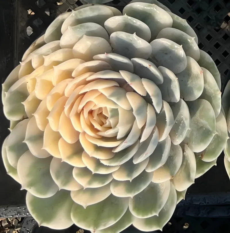 Large succulent rosette with pale green outer leaves and cream-to-yellow inner layers