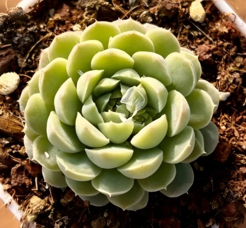 White Jade succulent rosette on dark soil, pale green and creamy petals