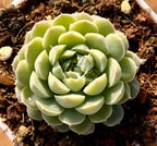 White Jade succulent rosette on dark soil, pale green and creamy petals