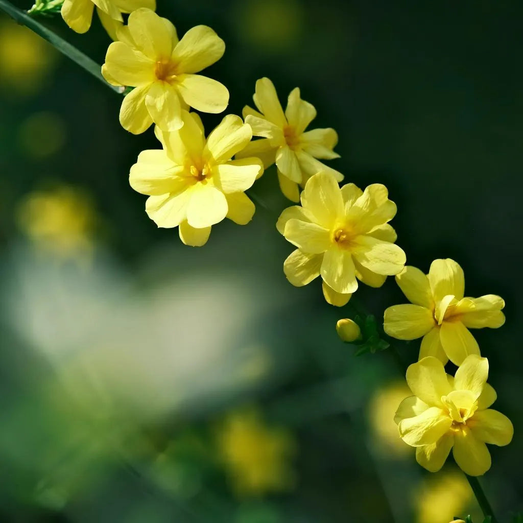 Winter jasmine clusters of small yellow blossoms on stems