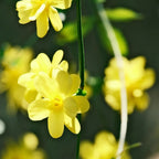 Winter jasmine yellow blossoms hanging from slender stems