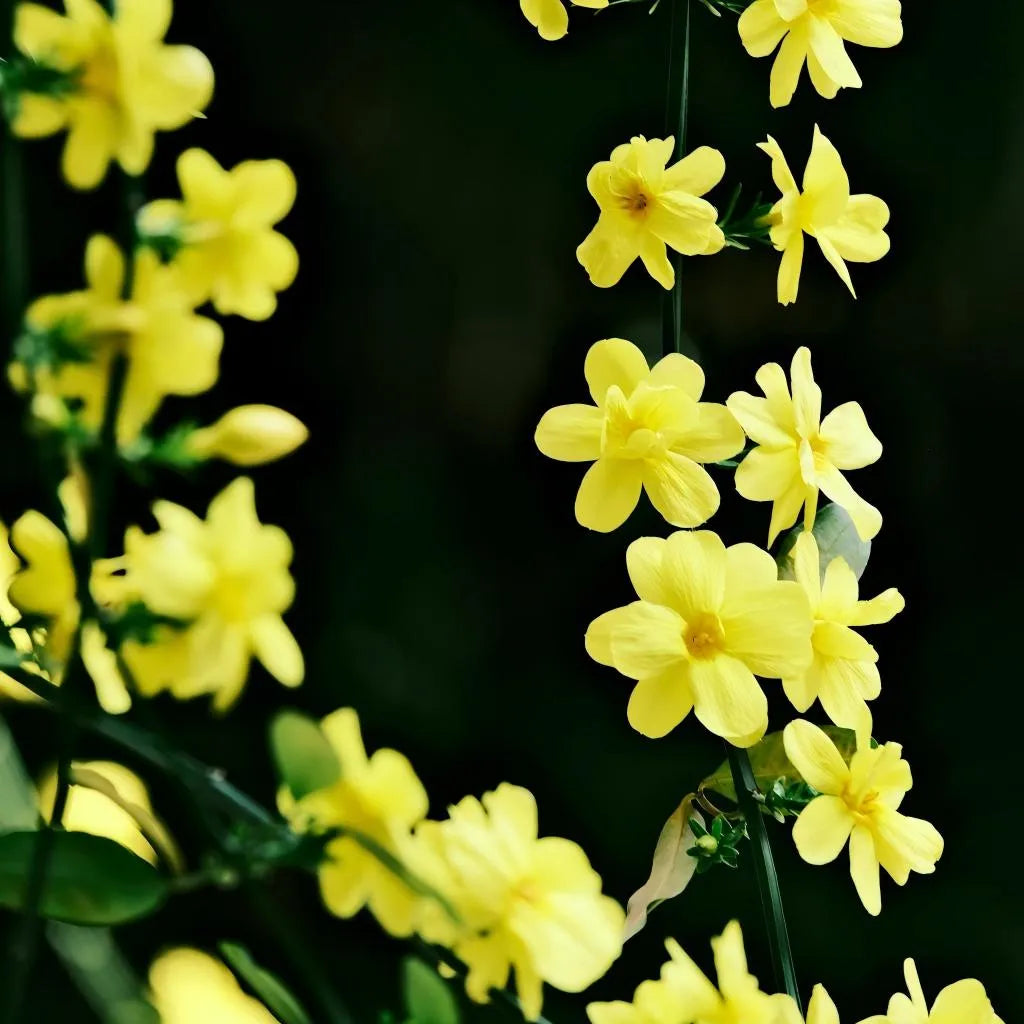 Winter jasmine yellow blossoms on green stems