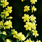 Winter jasmine yellow blossoms on green stems