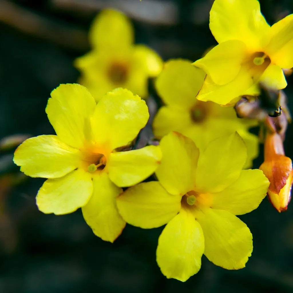 Winter jasmine yellow five-petal blossoms with dark centers