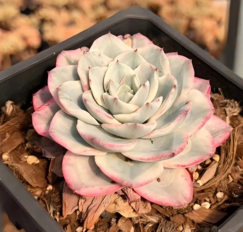 Succulent rosette in pot, pale white layered petals with pink blotches at edges