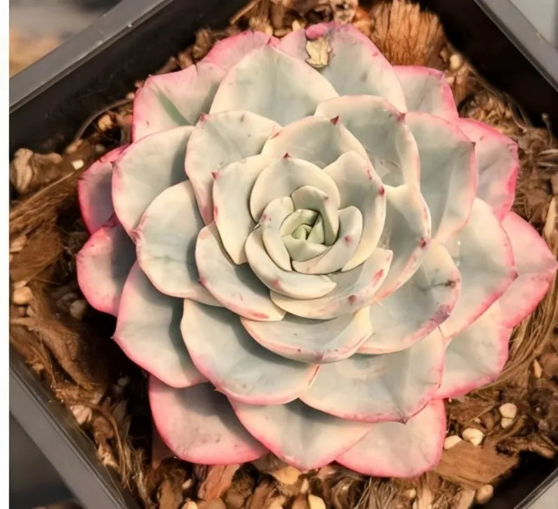Succulent rosette in pot, white petals with pink edges and layered spiral center