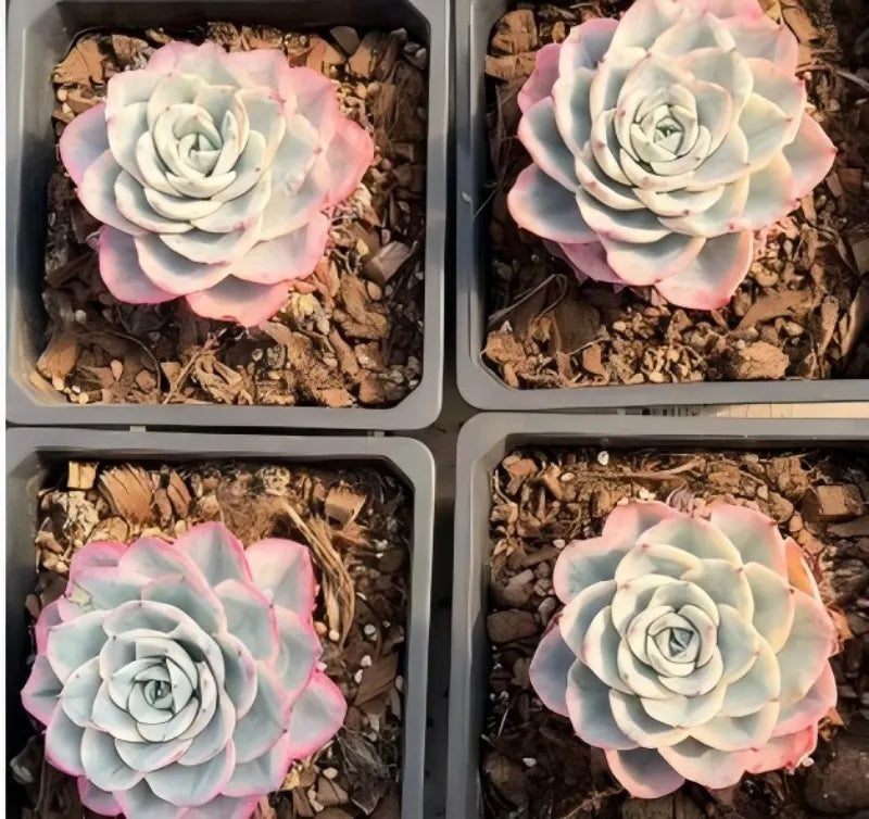 Set of four succulent rosettes in square pots, pale white petals with pink edging