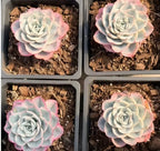 Set of four succulent rosettes in square pots, pale white petals with pink edging