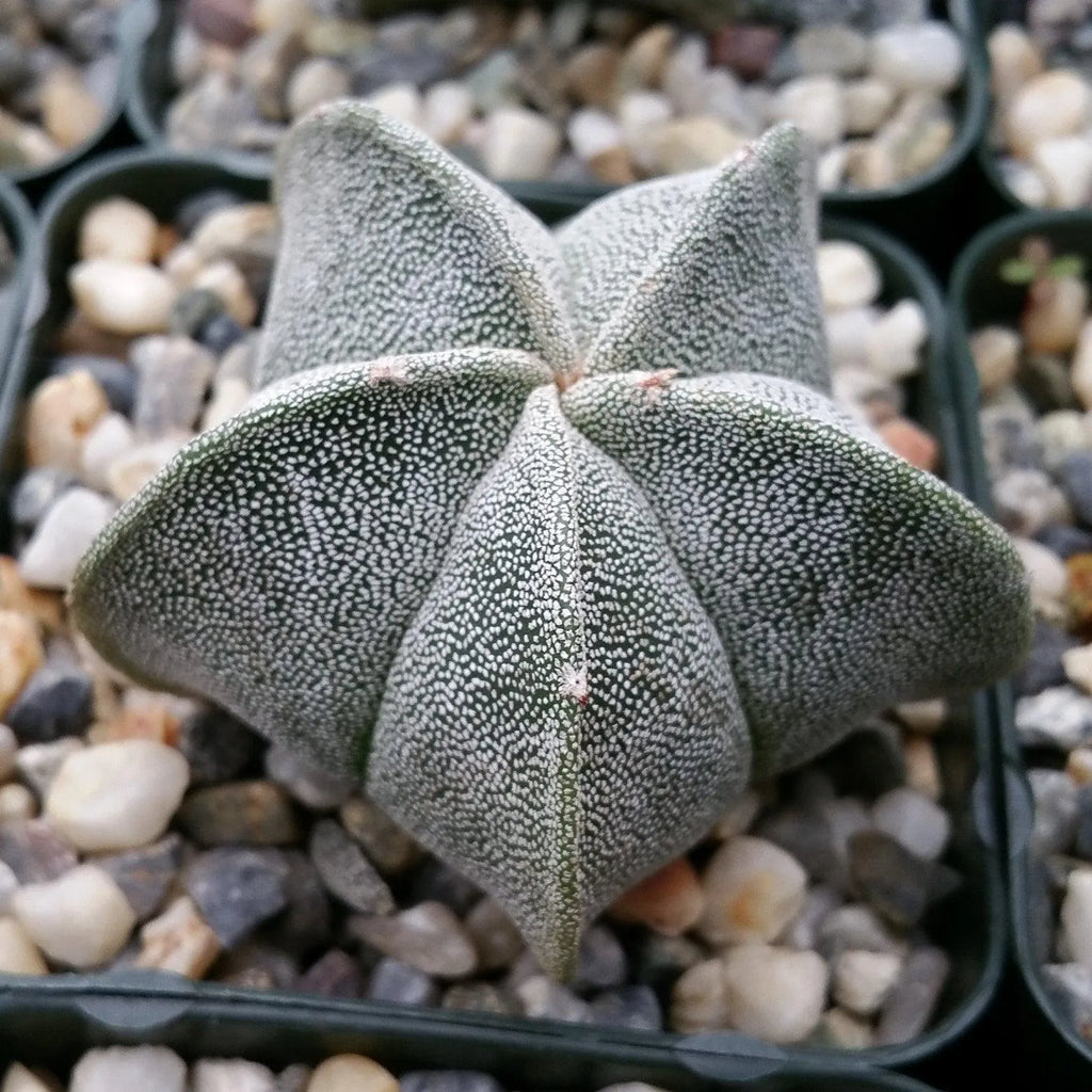 Bishop's Hat Cactus - 3'' mysoilsong