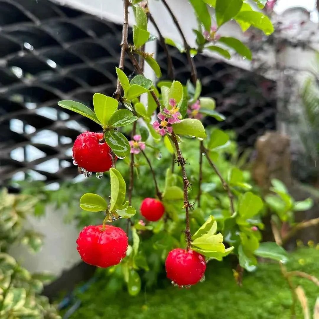 Acerola cherry tree branch with red fruits and green leaves