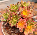 Aeonium succulent cluster in pot, green rosettes with pink-red speckles and orange-yellow centers