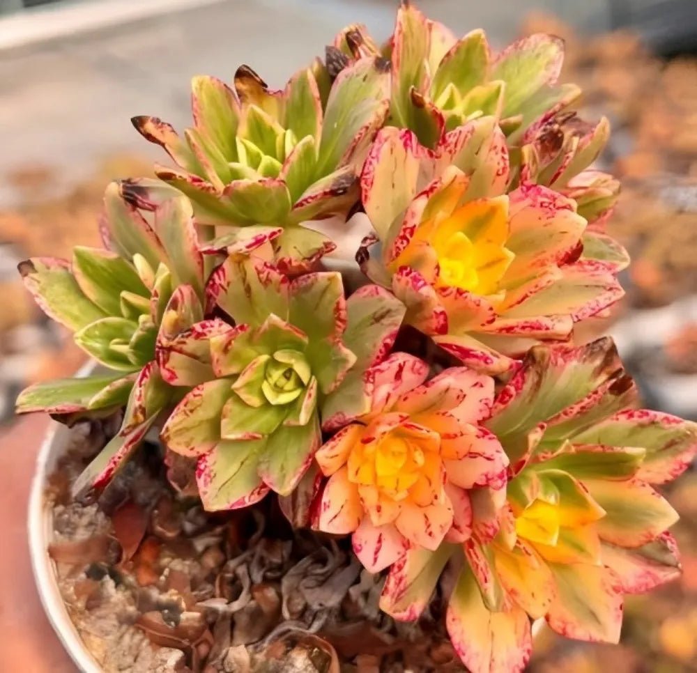 Aeonium succulent cluster in pot, green rosettes with pink-red speckles and orange-yellow centers